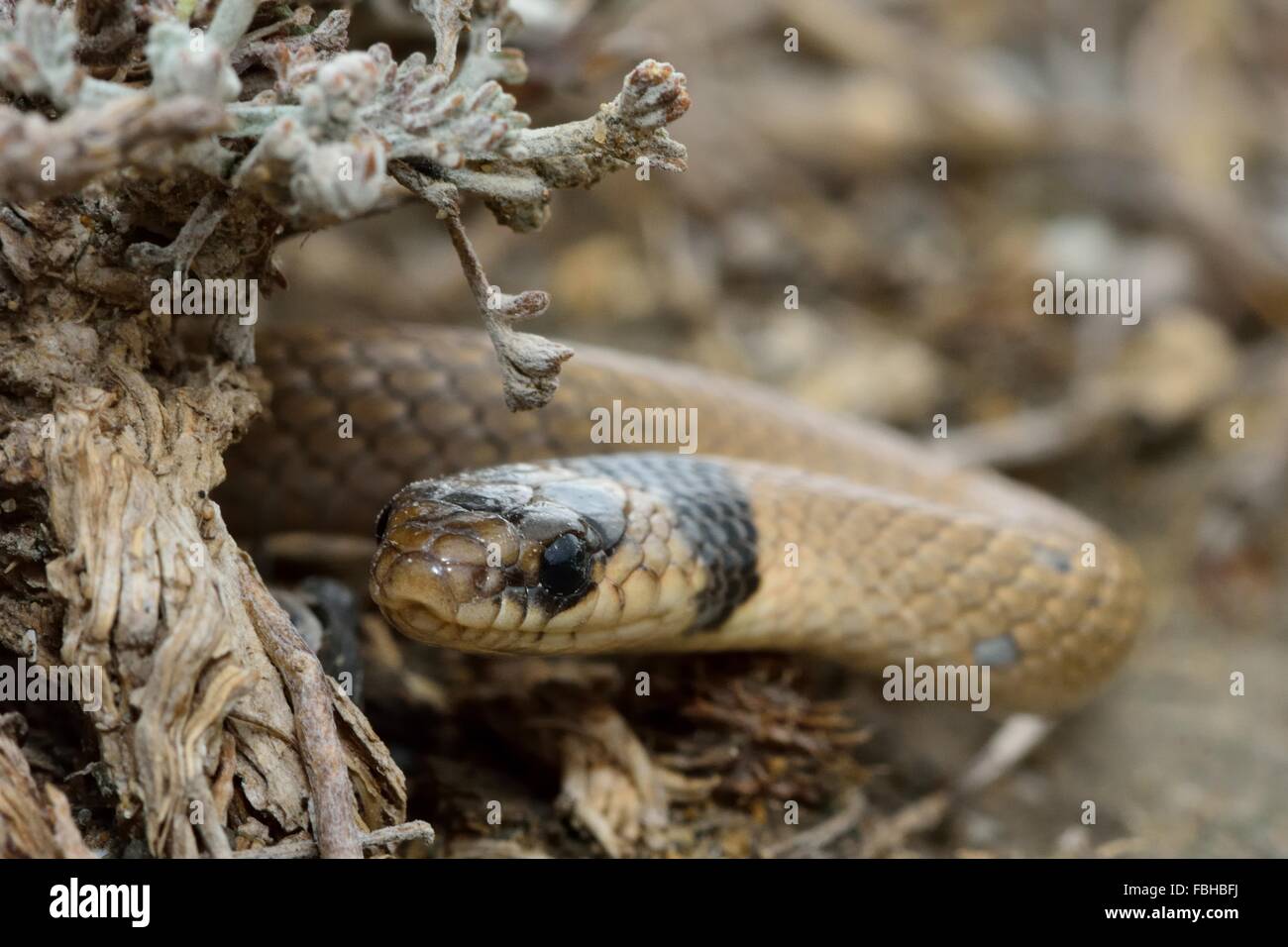 Rotflügel Zwerg Schlange (Eirenis Collaris) runder Strauch suchen. Diese kleine Schlange erscheinen rund um Unterholz in Nahaufnahme Stockfoto