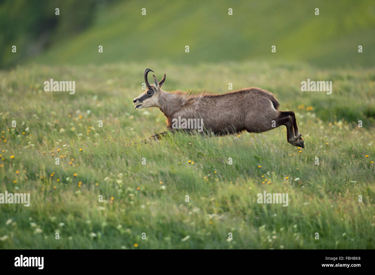 Alpine Chamois / Gaemse (Rupicapra Rupicapra) auf der Flucht über frischen grünen Bergwiesen. Stockfoto