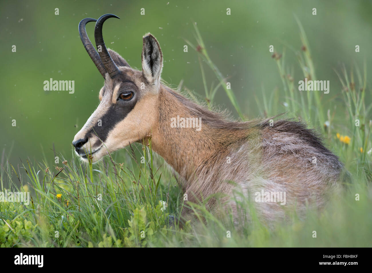 Alpine Chamois / Gaemse ( Rupicapra rupicapra ) im frischen grünen Gras einer Almwiese gelegen, wiederkäuend, Tierwelt, Europa. Stockfoto