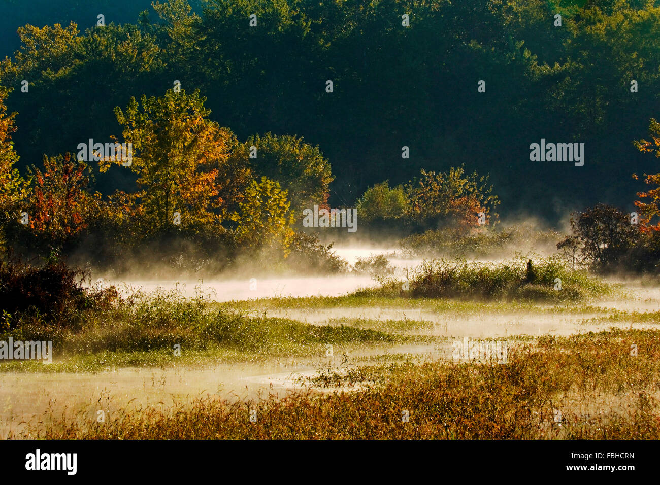 Marsh Feuchtgebiete mit niedriger liegenden Nebel kommen aus dem Wasser im Spätsommer, Indiana. Stockfoto