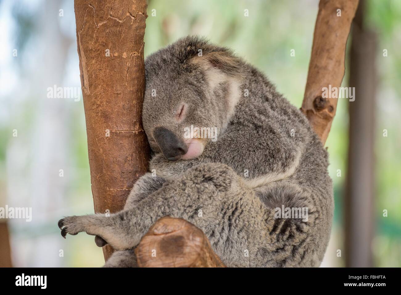 Schlafender Koalabär im Baum Stockfoto