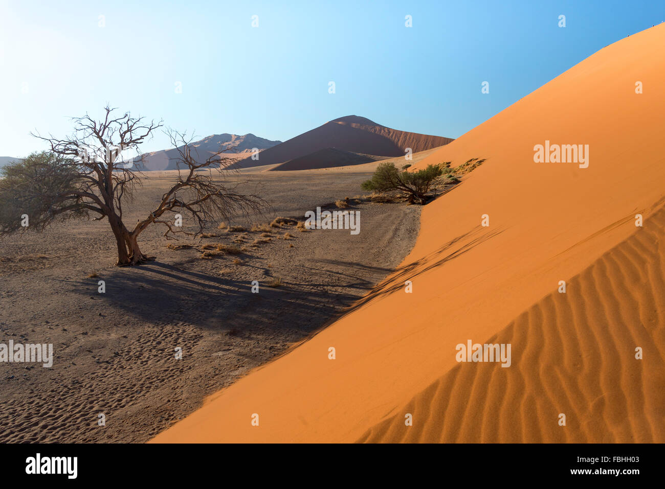 Sanddüne, Sossusvlei, Namib-Wüste, Namib-Naukluft-Park, Hardap Region Republik Namibia Stockfoto