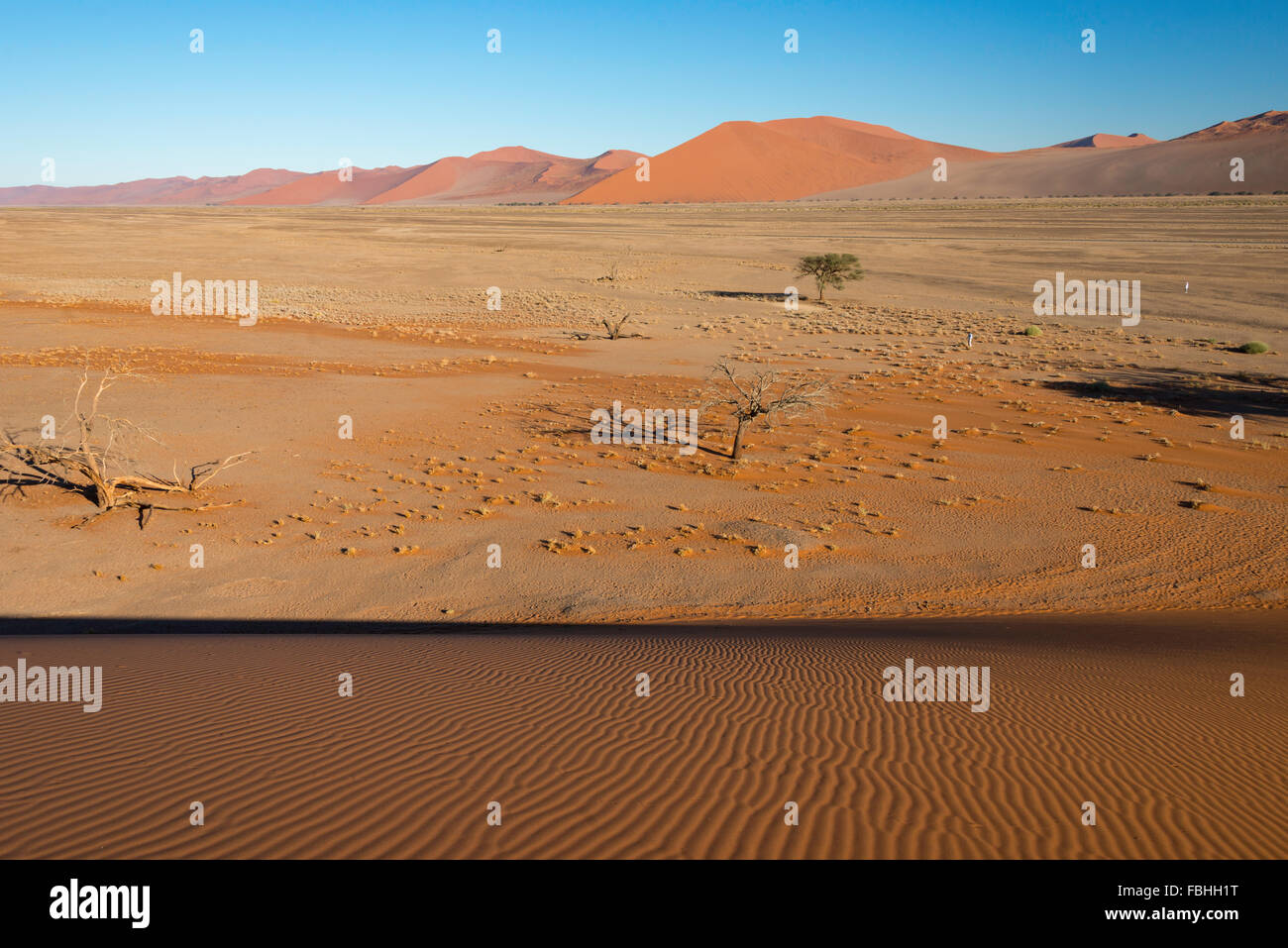 Wüste Ansicht von Sanddüne, Sossusvlei, Namib-Wüste, Namib-Naukluft-Park, Hardap Region Republik Namibia Stockfoto