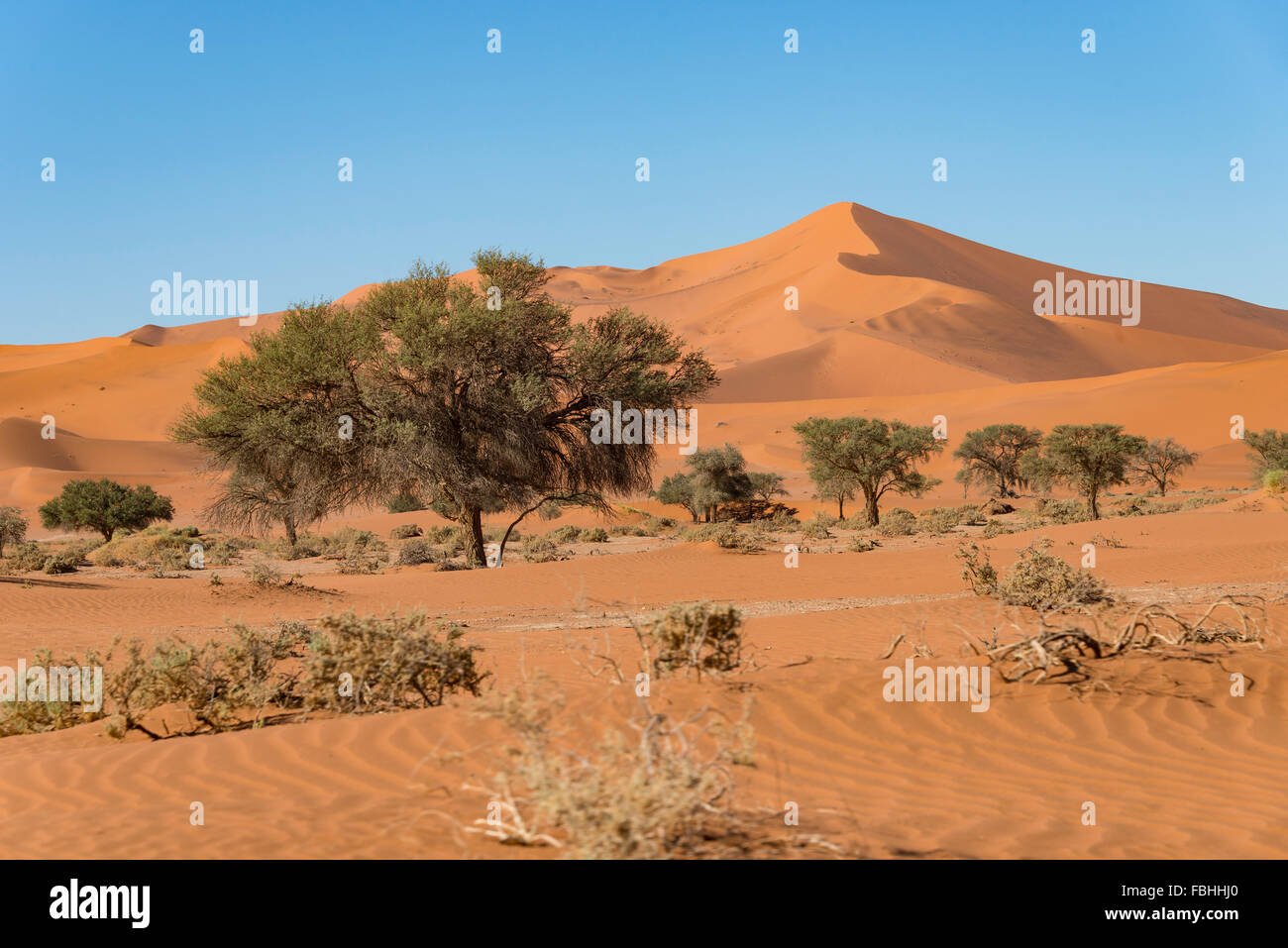 Sanddünen, Sossusvlei, Namib-Wüste, Namib-Naukluft-Park, Hardap Region Republik Namibia Stockfoto