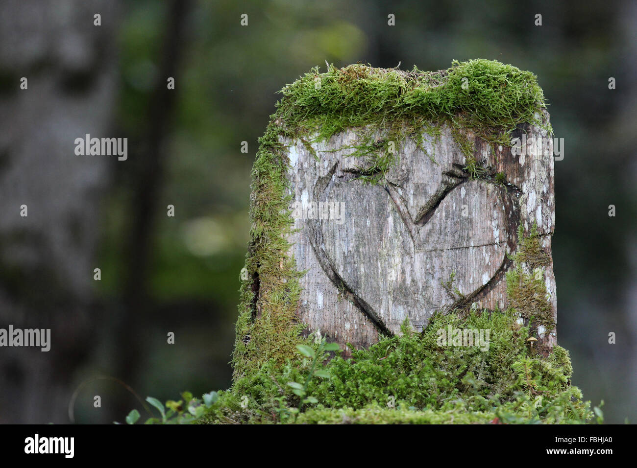 Log, Moos bedeckt, Herz, geschnitzt Stockfoto