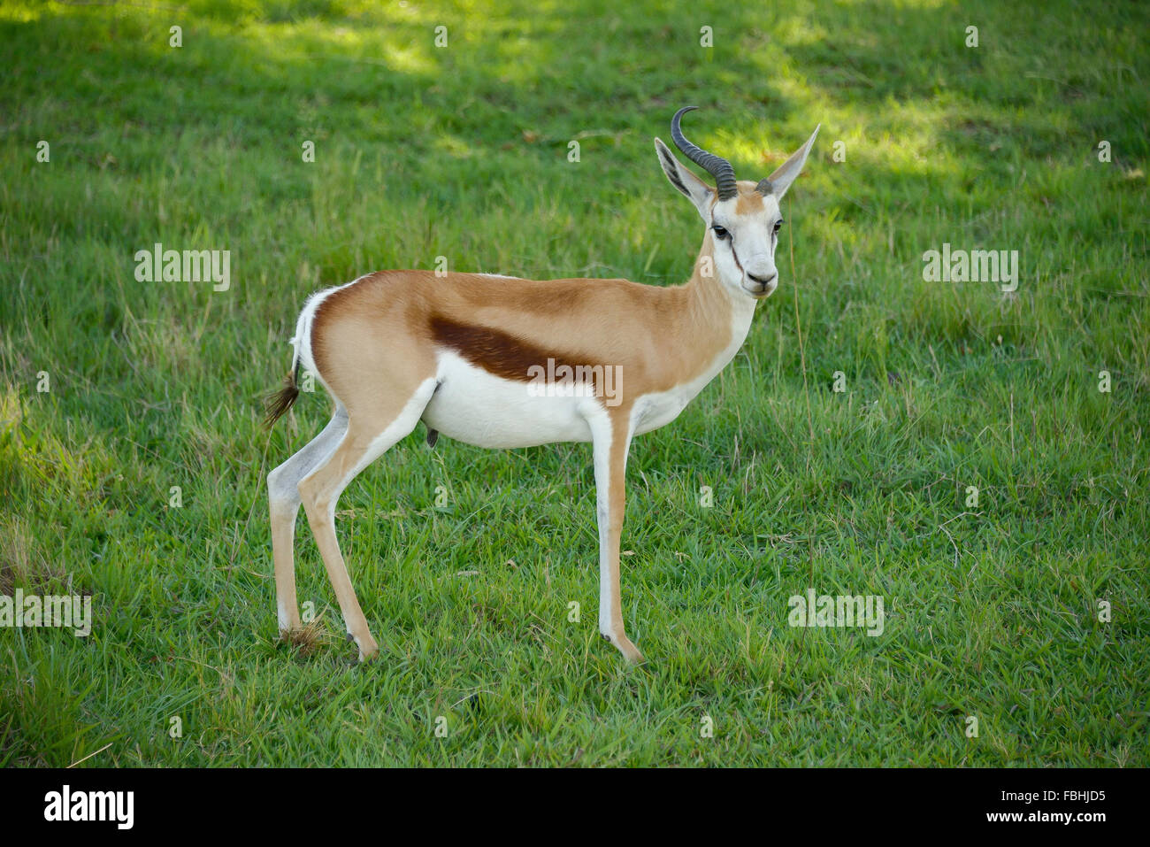 Springbock-Antilope, Tier-Welt-Wildpark, Emerald Resort, Vanderbijlpark, Emfuleni Gemeinde, Gauteng, Südafrika Stockfoto