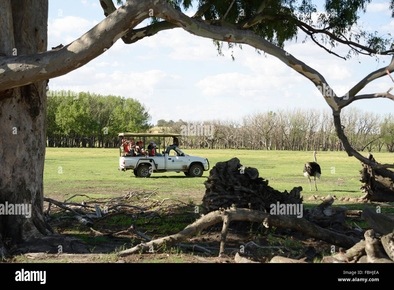 Safari-Jeep von Strauß, Tier-Welt-Wildpark, Emerald Resort, Vanderbijlpark, Emfuleni Gemeinde, Gauteng, Südafrika Stockfoto
