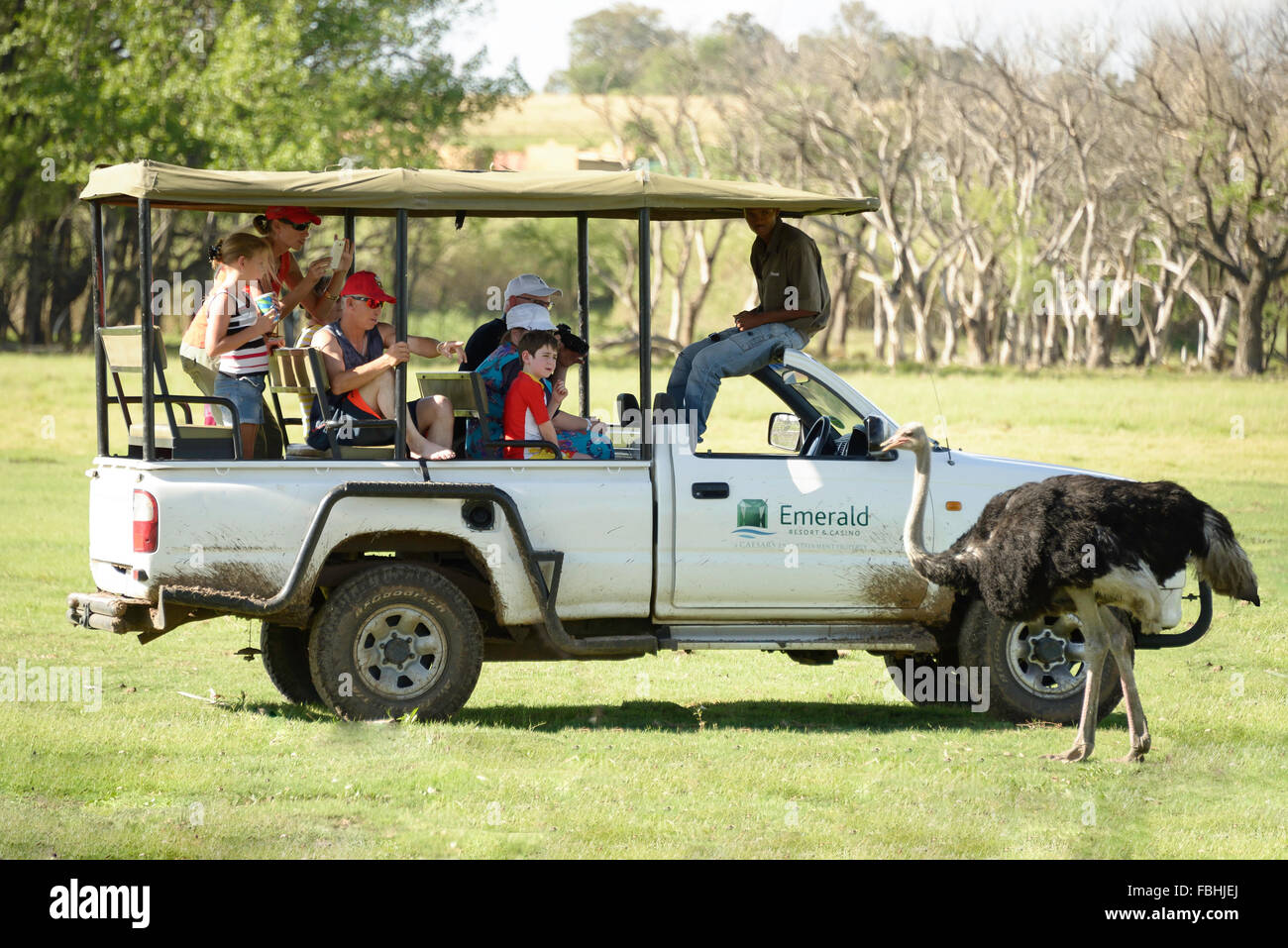 Safari-Jeep von Strauß, Tier-Welt-Wildpark, Emerald Resort, Vanderbijlpark, Emfuleni Gemeinde, Gauteng, Südafrika Stockfoto