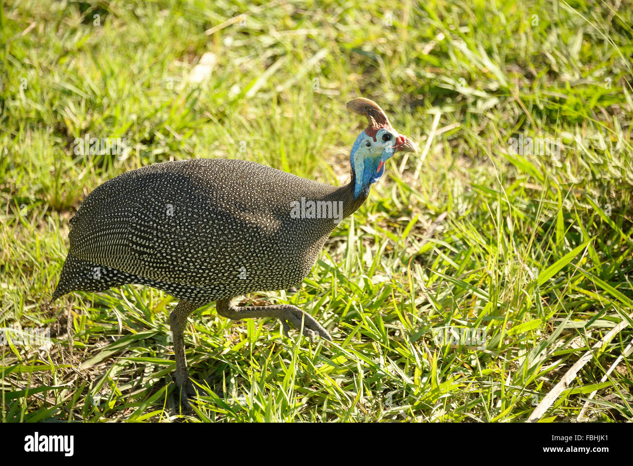 Perlhühner am Tier Welt Wildpark, Emerald Resort & Casino, Vanderbijlpark, Emfuleni Gemeinde, Gauteng, Südafrika Stockfoto