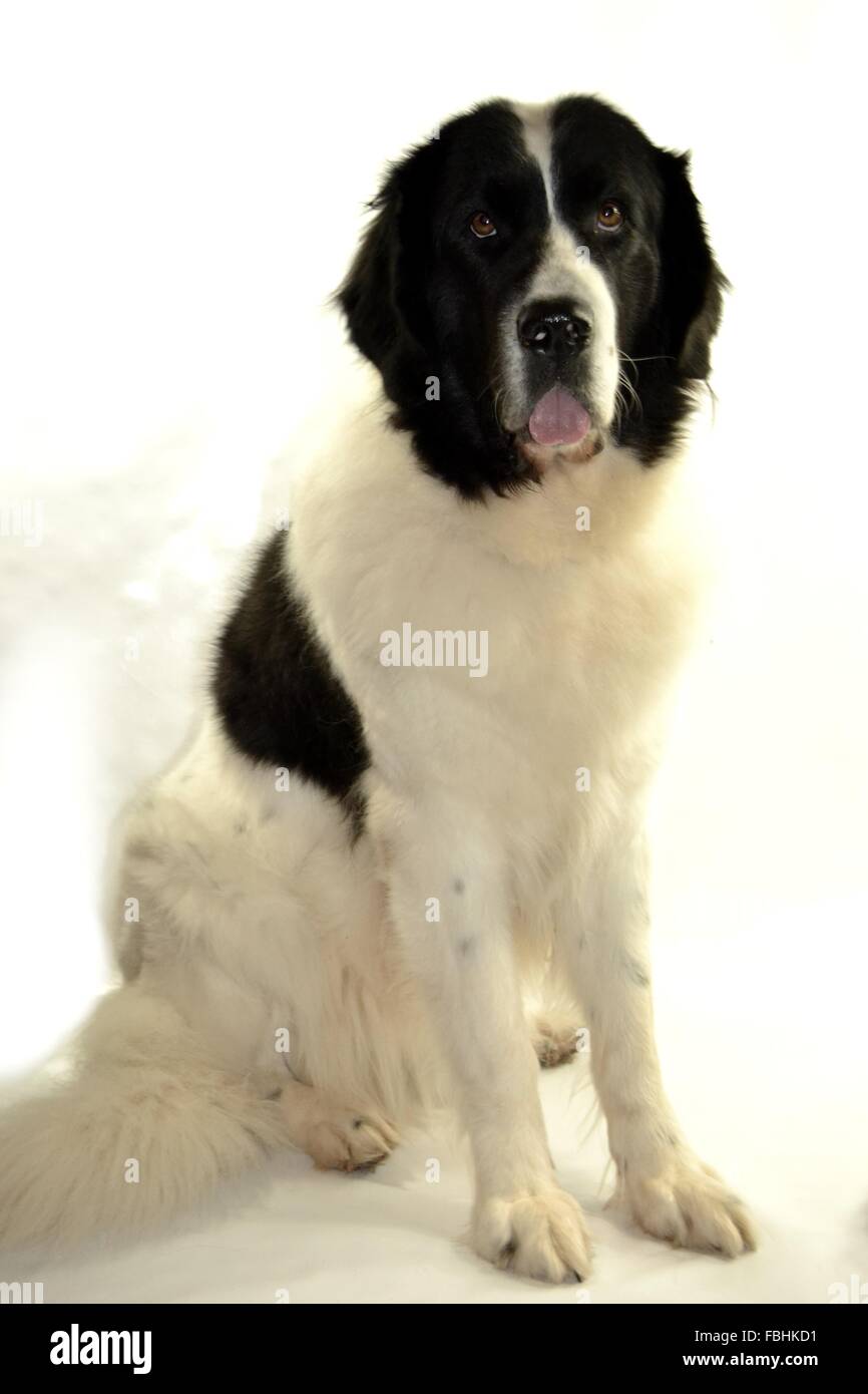 Landseer Landseer Hund / Newfounland Hund Pandas des Terres rouges Landseer, Landseer Dog, Chien Landseer Chiot Stockfoto