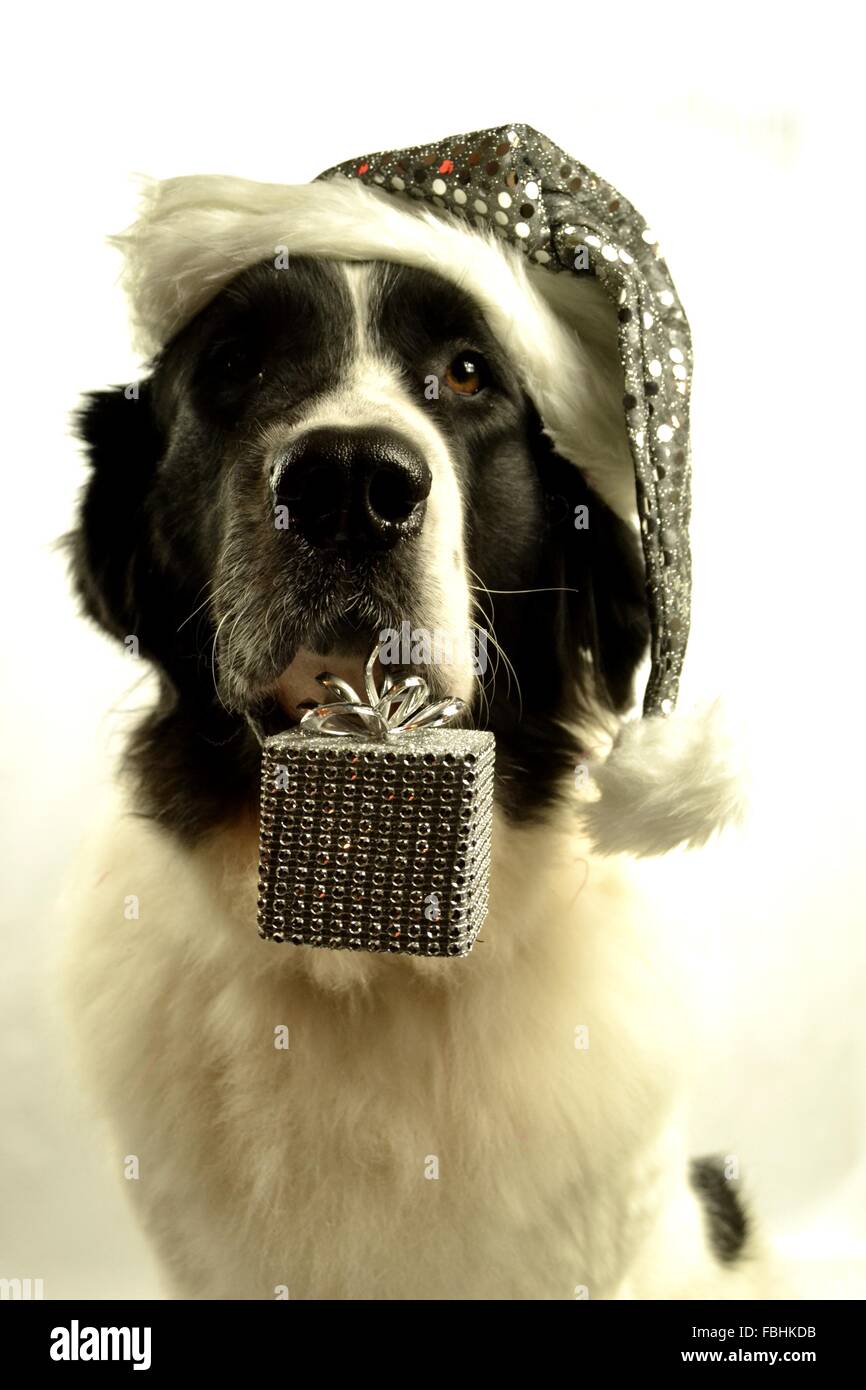 Landseer Landseer Hund / Newfounland Hund Pandas des Terres rouges Landseer, Landseer Dog, Chien Landseer Chiot Stockfoto