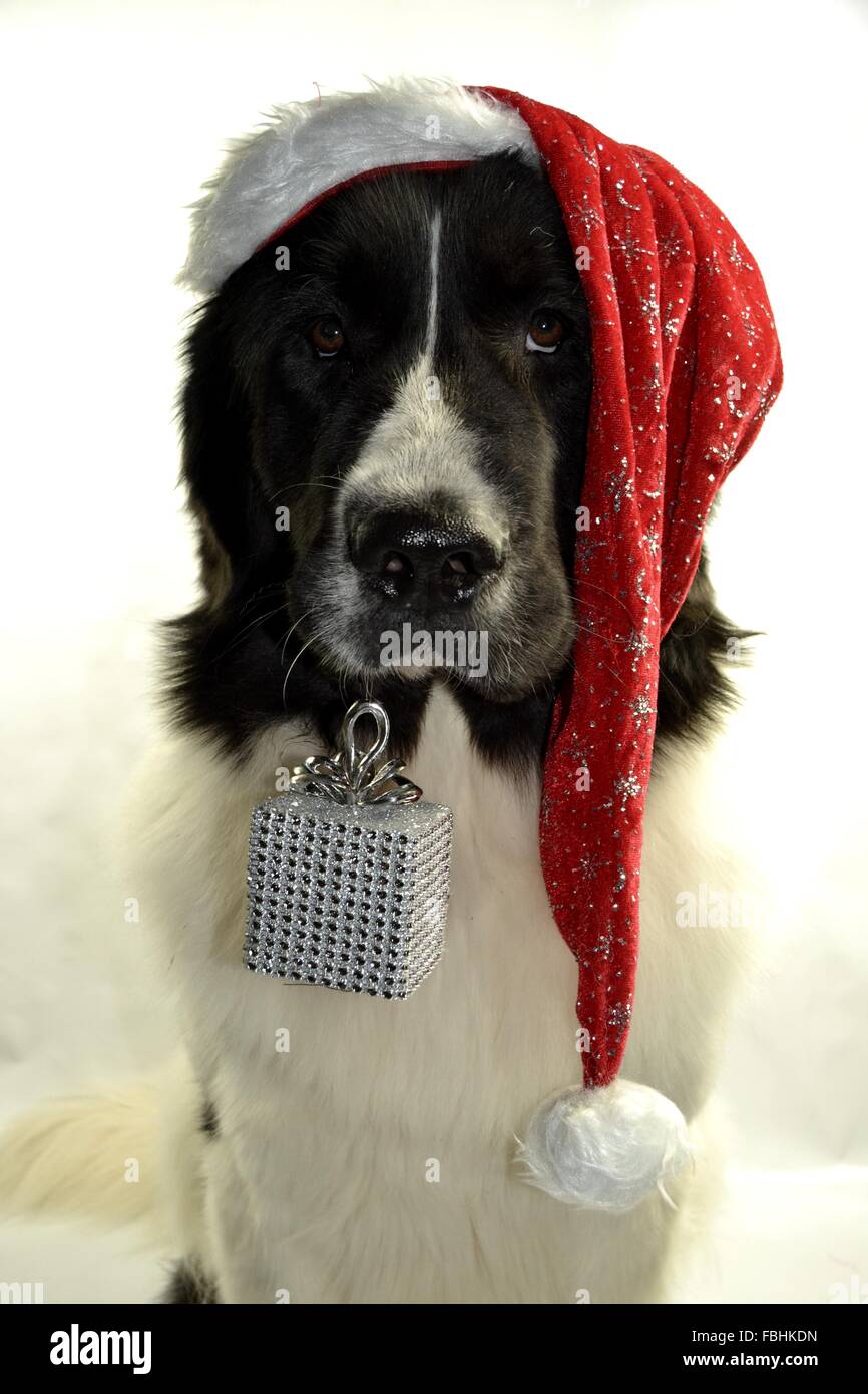 Landseer Landseer Hund / Newfounland Hund Pandas des Terres rouges Landseer, Landseer Dog, Chien Landseer Chiot Stockfoto