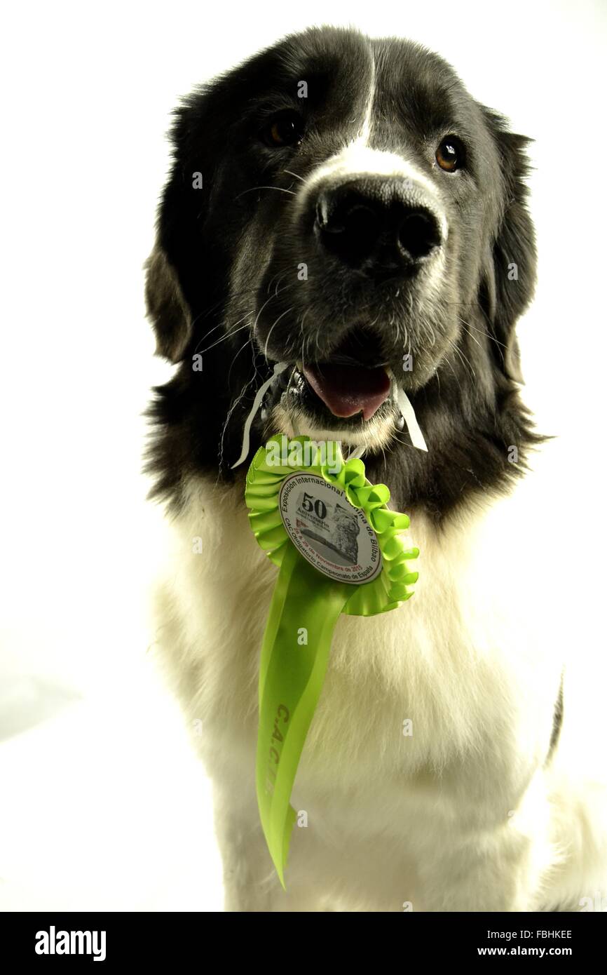 Landseer Landseer Hund / Newfounland Hund Pandas des Terres rouges Landseer, Landseer Dog, Chien Landseer Chiot Stockfoto