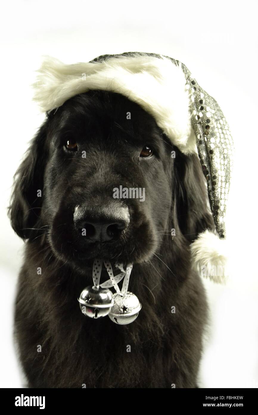 Landseer Landseer Hund / Newfounland Hund Pandas des Terres rouges Landseer, Landseer Dog, Chien Landseer Chiot Stockfoto