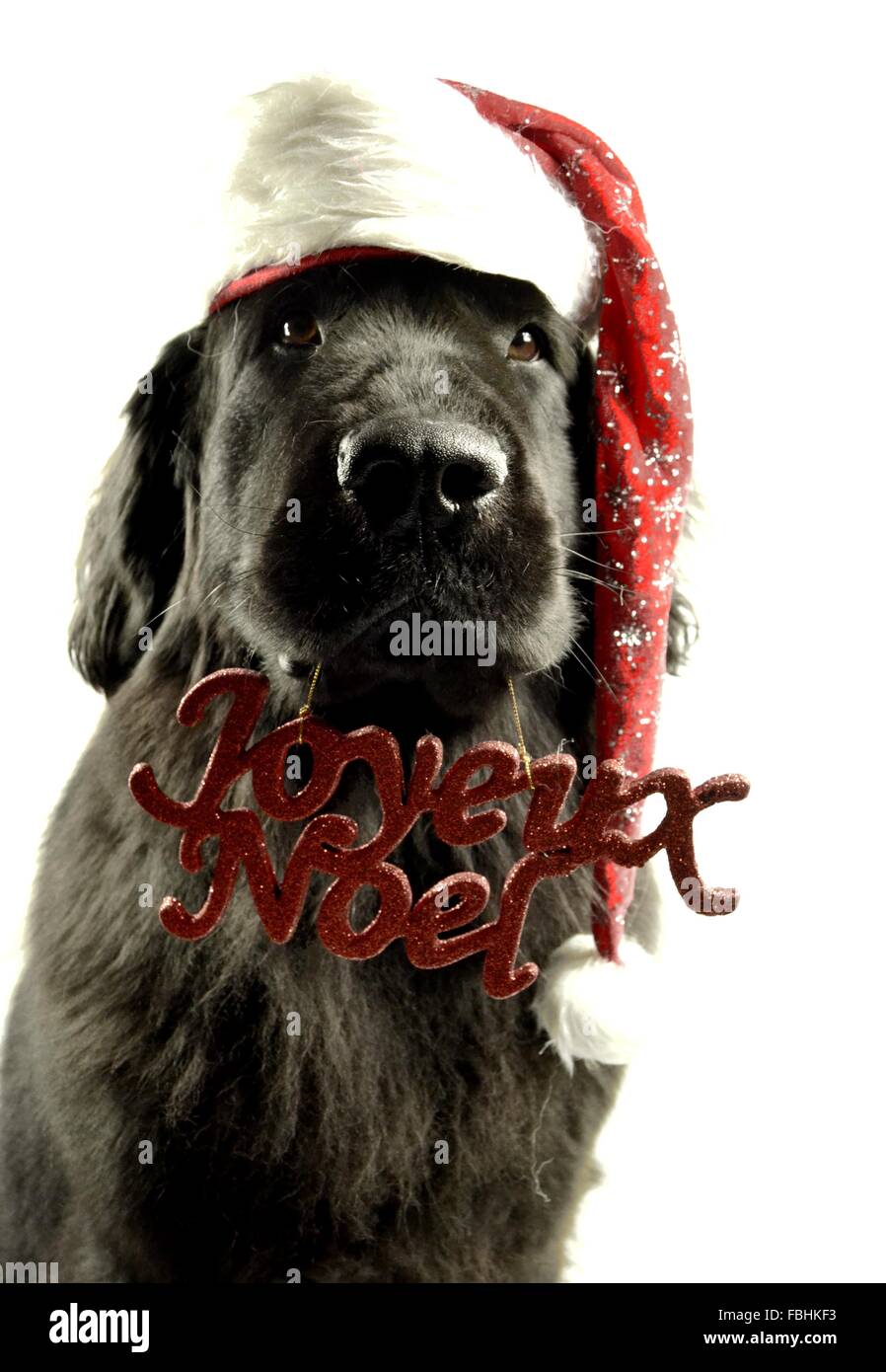 Landseer Landseer Hund / Newfounland Hund Pandas des Terres rouges Landseer, Landseer Dog, Chien Landseer Chiot Stockfoto