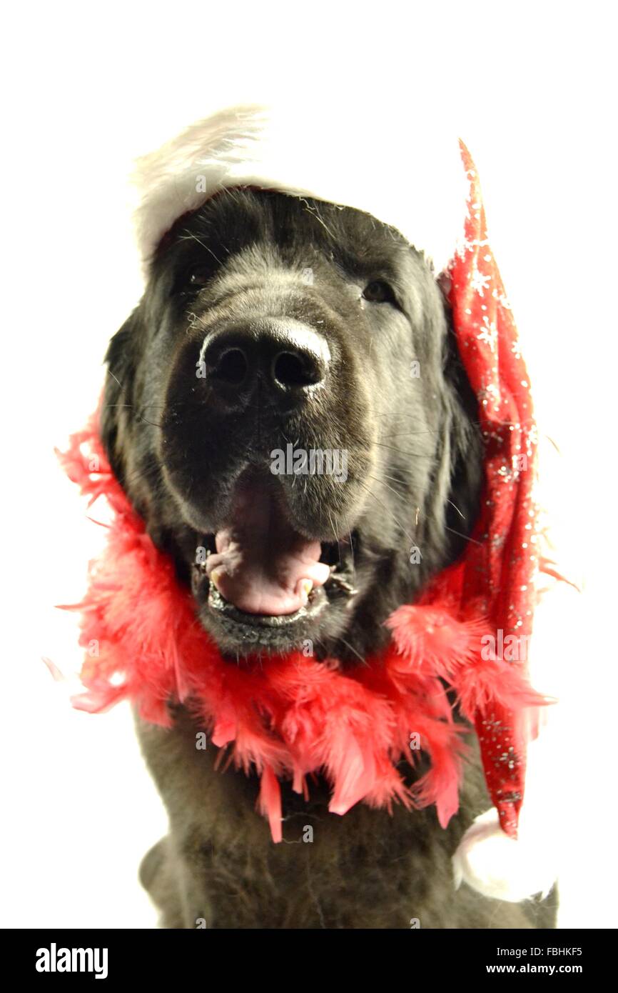 Landseer Landseer Hund / Newfounland Hund Pandas des Terres rouges Landseer, Landseer Dog, Chien Landseer Chiot Stockfoto