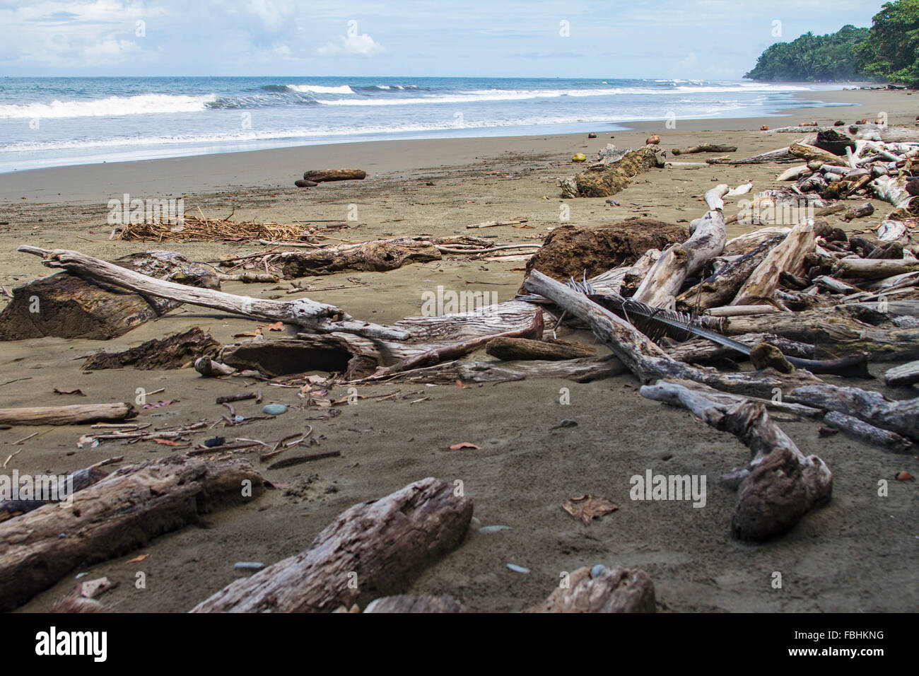Treibgut in Atlantic beach Stockfoto