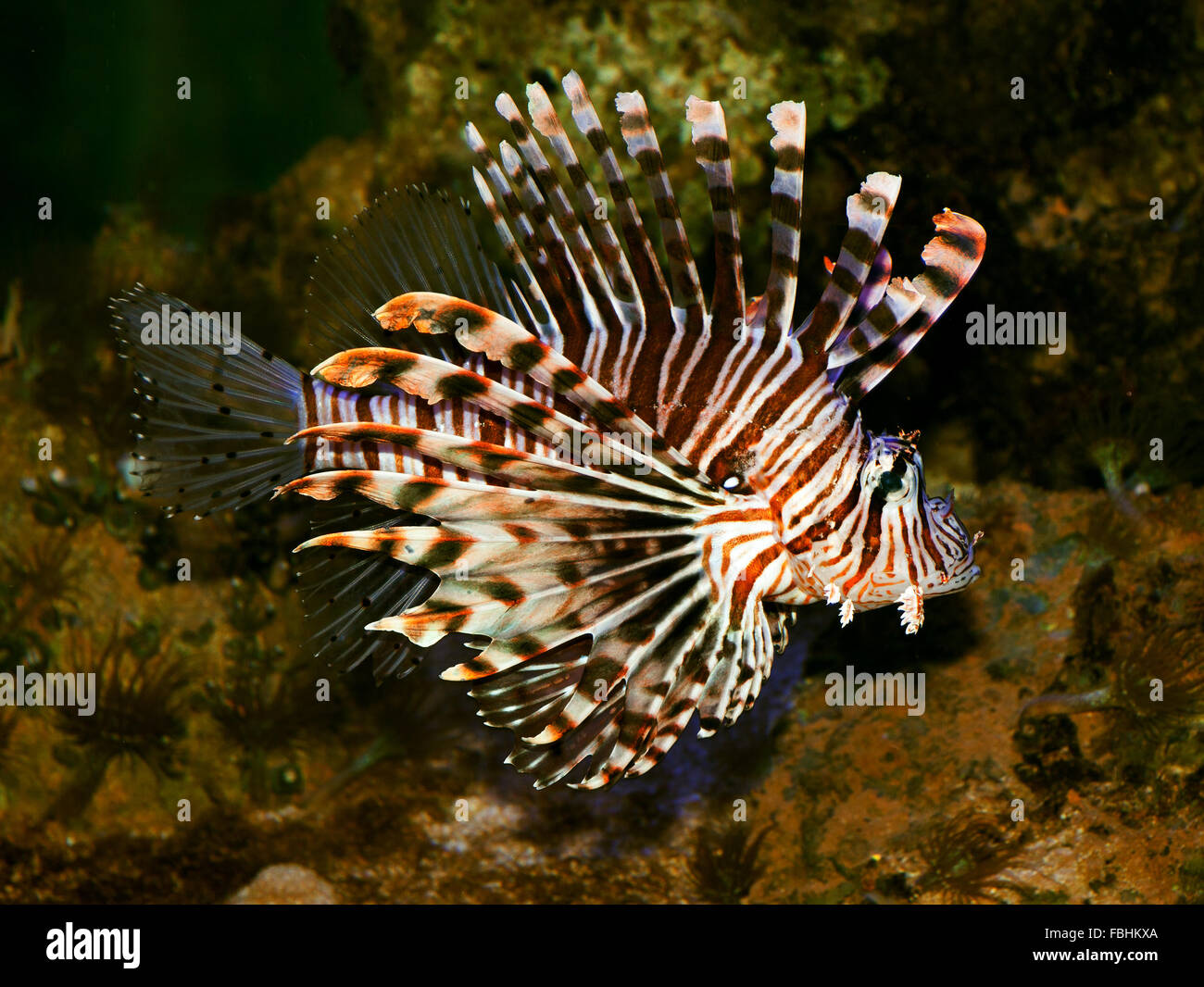 Die rote Rotfeuerfisch (Pterois Volitans) ist eine giftige, Korallenriff Fische in der Familie Scorpaenidae, Ordnung Panzerwangen, invasive pe Stockfoto