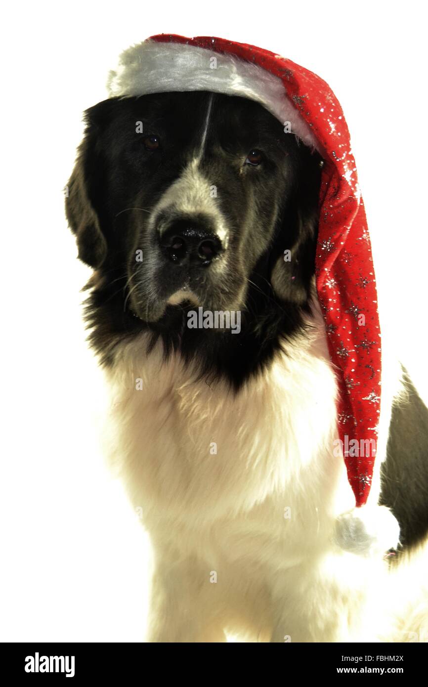 Landseer Landseer Hund / Newfounland Hund Pandas des Terres rouges Landseer, Landseer Dog, Chien Landseer Chiot Stockfoto