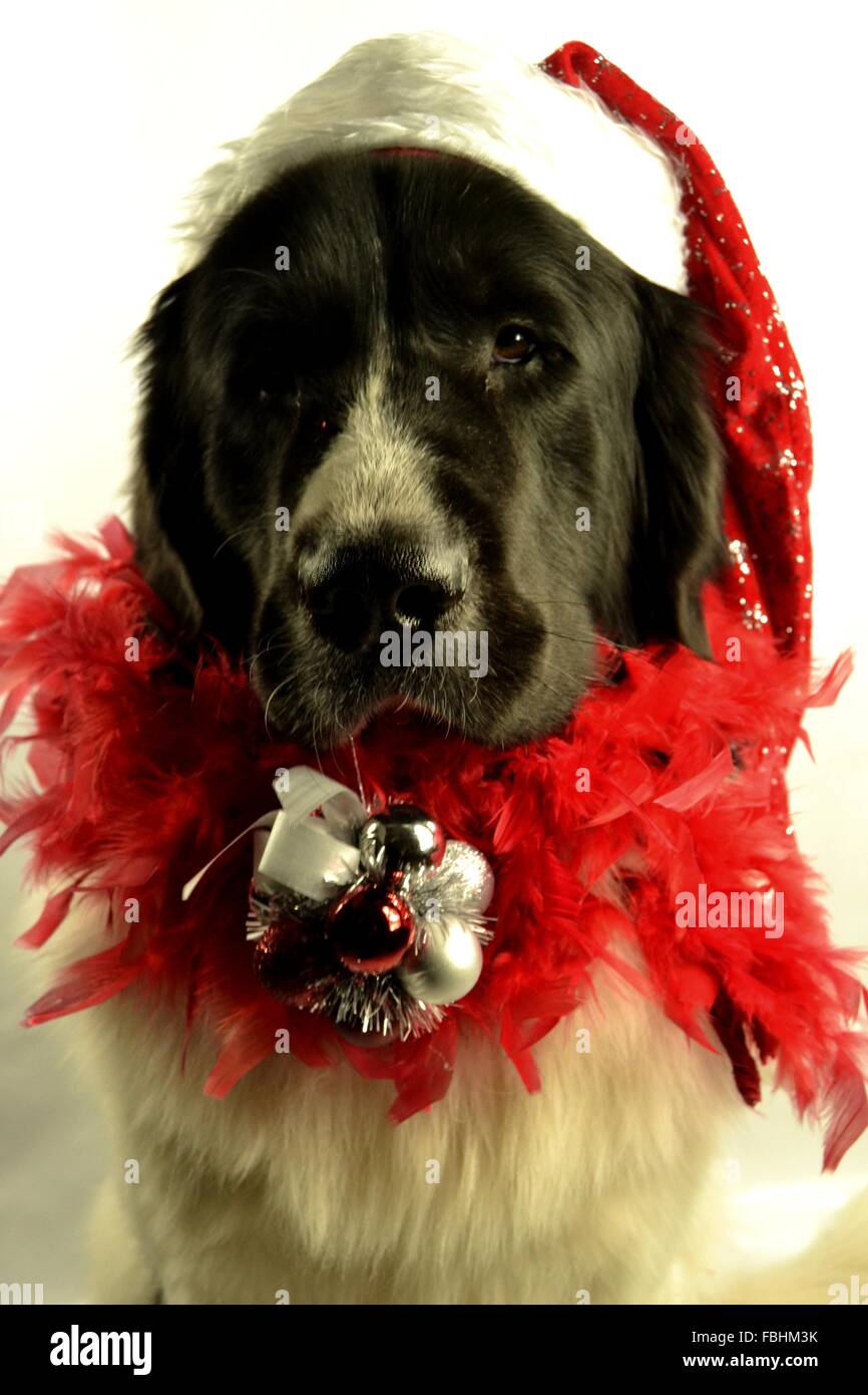 Landseer Landseer Hund / Newfounland Hund Pandas des Terres rouges Landseer, Landseer Dog, Chien Landseer Chiot Stockfoto