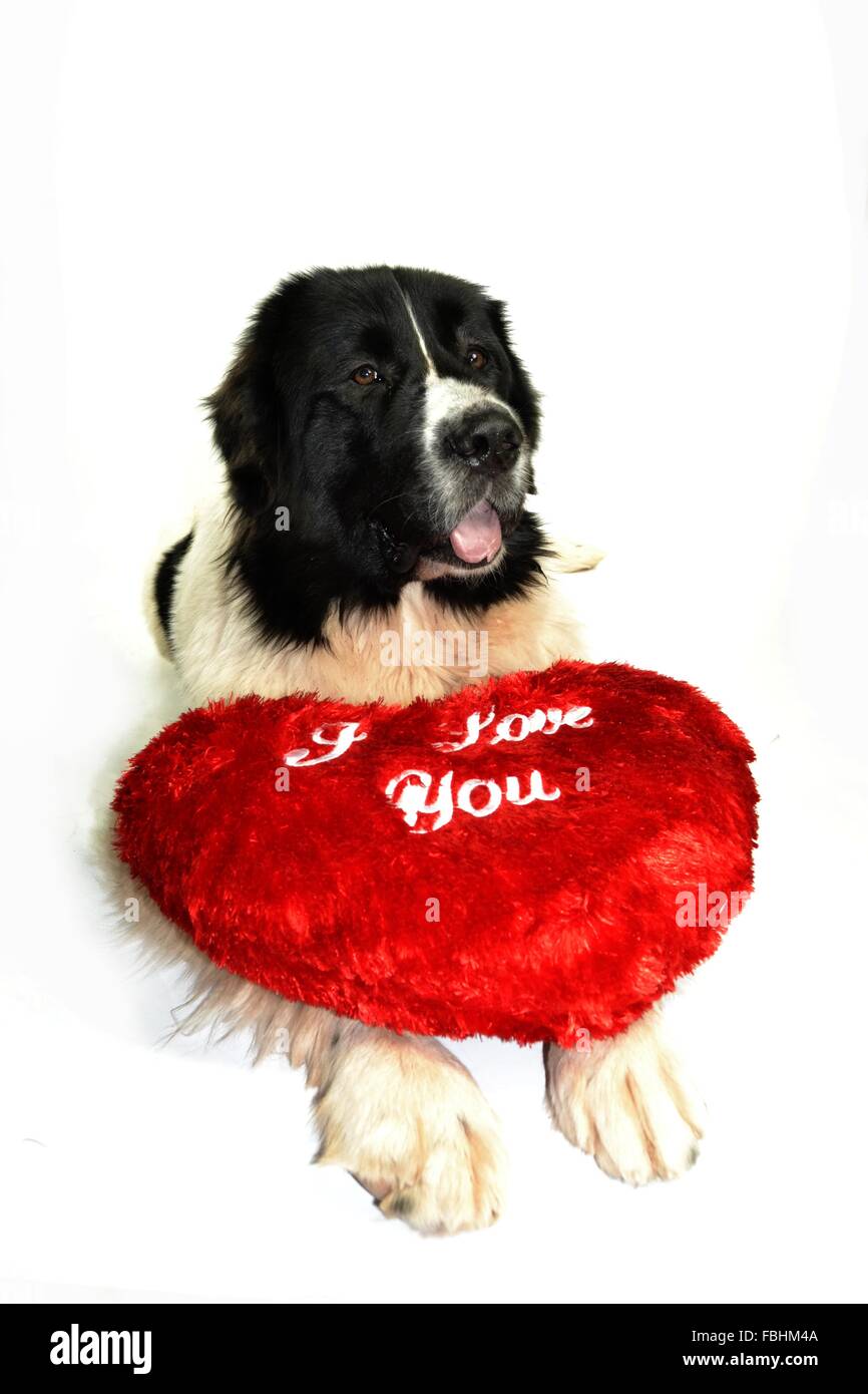 Landseer Landseer Hund / Newfounland Hund Pandas des Terres rouges Landseer, Landseer Dog, Chien Landseer Chiot Stockfoto