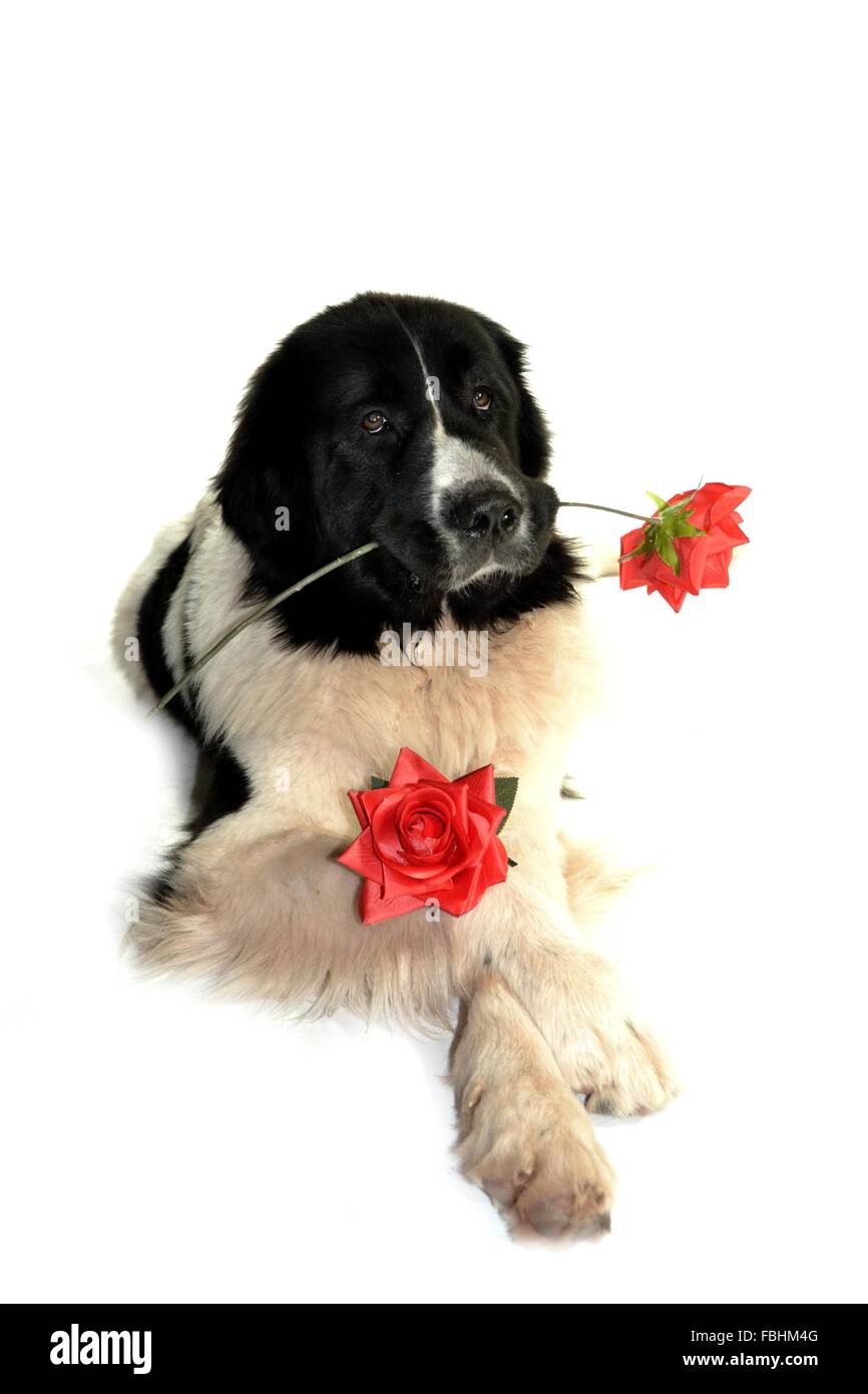 Landseer Landseer Hund / Newfounland Hund Pandas des Terres rouges Landseer, Landseer Dog, Chien Landseer Chiot Stockfoto