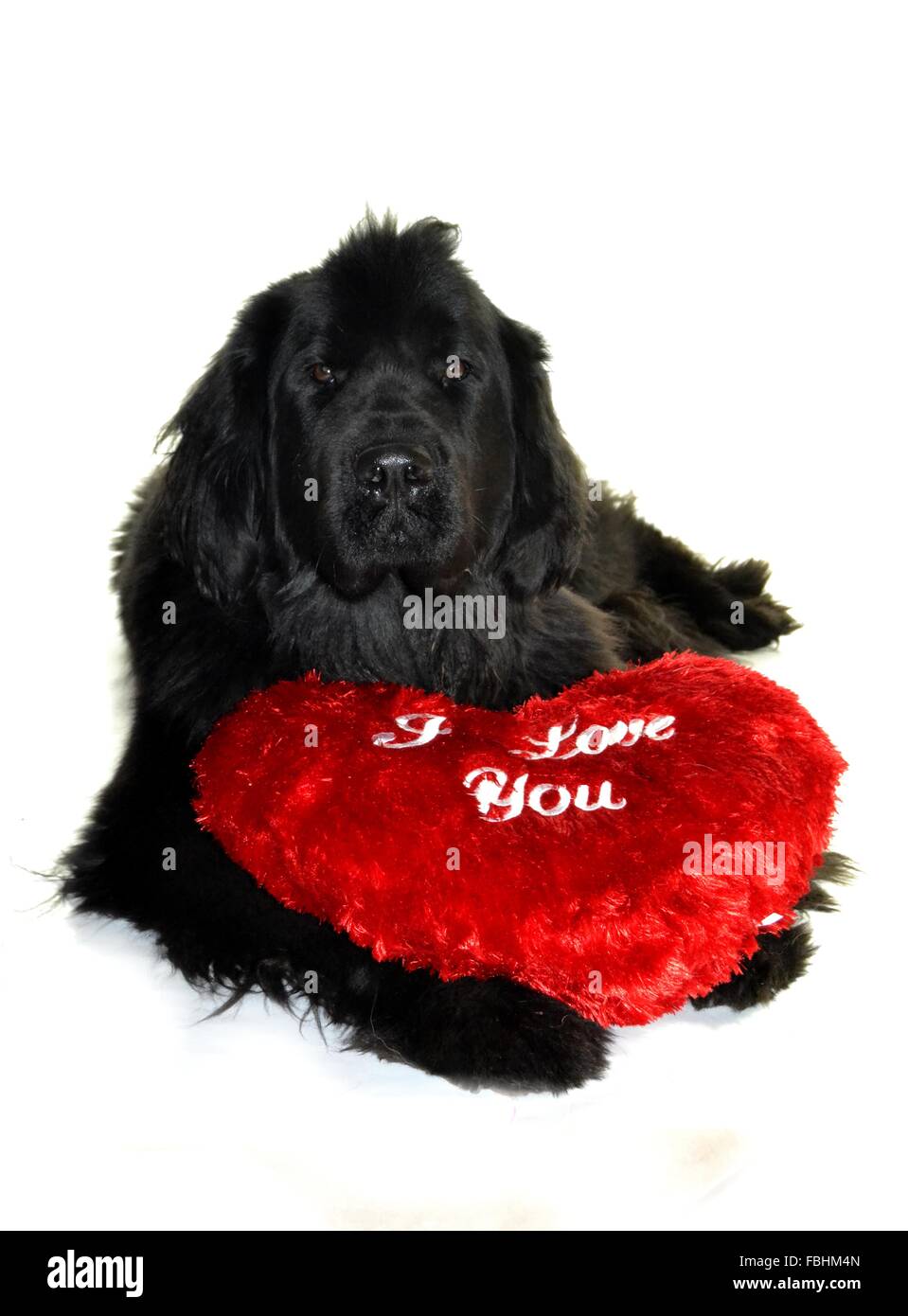 Landseer Landseer Hund / Newfounland Hund Pandas des Terres rouges Landseer, Landseer Dog, Chien Landseer Chiot Stockfoto