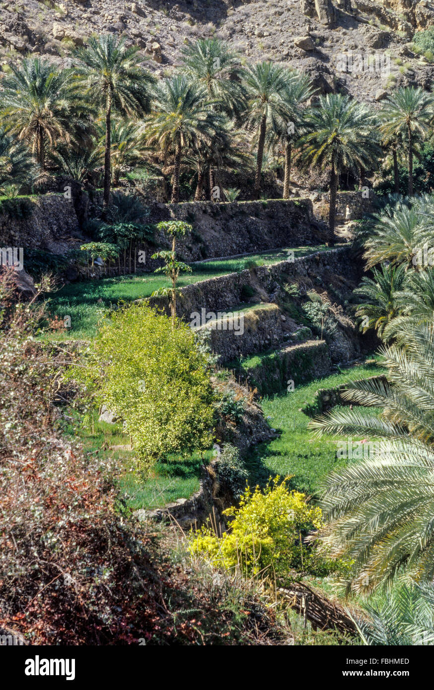 Wadi Bani Kharus, Oman.  Terrassen für die Landwirtschaft. Stockfoto