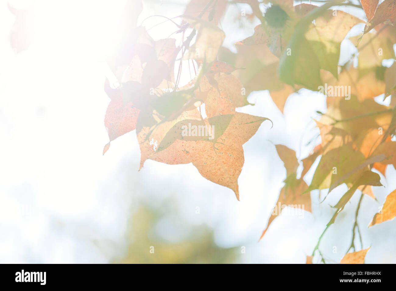Im Herbst Rotes Laub Hintergrund Stockfoto