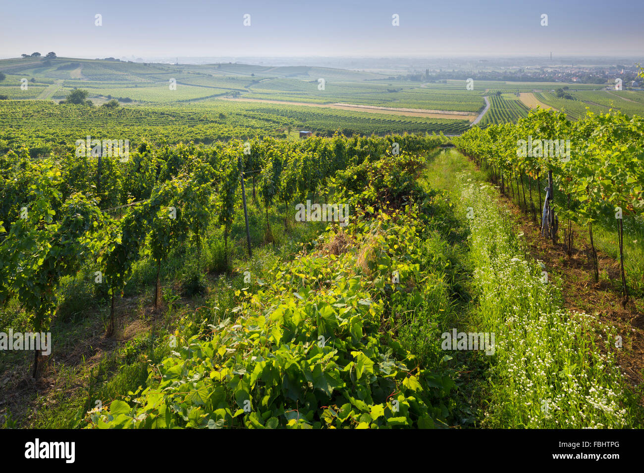 Weinberge zwischen Baden Bei Wien und Gumpoldskirchen, Wiener Becken, Niederösterreich, Österreich Stockfoto