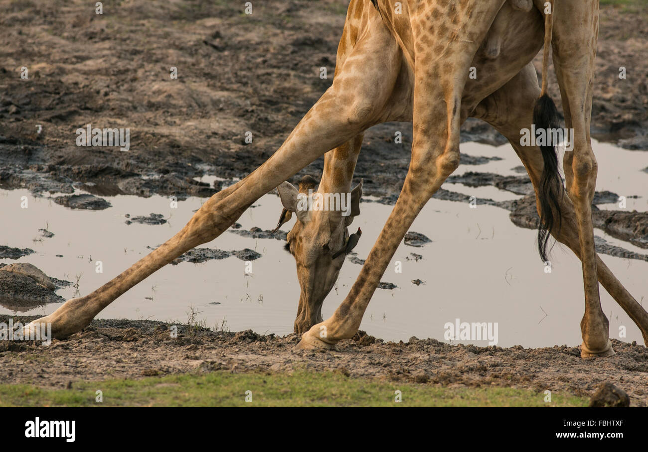 Eine Giraffe trinken aus einem Wasserloch, Chobe Nationalpark, Botswana, Afrika Stockfoto