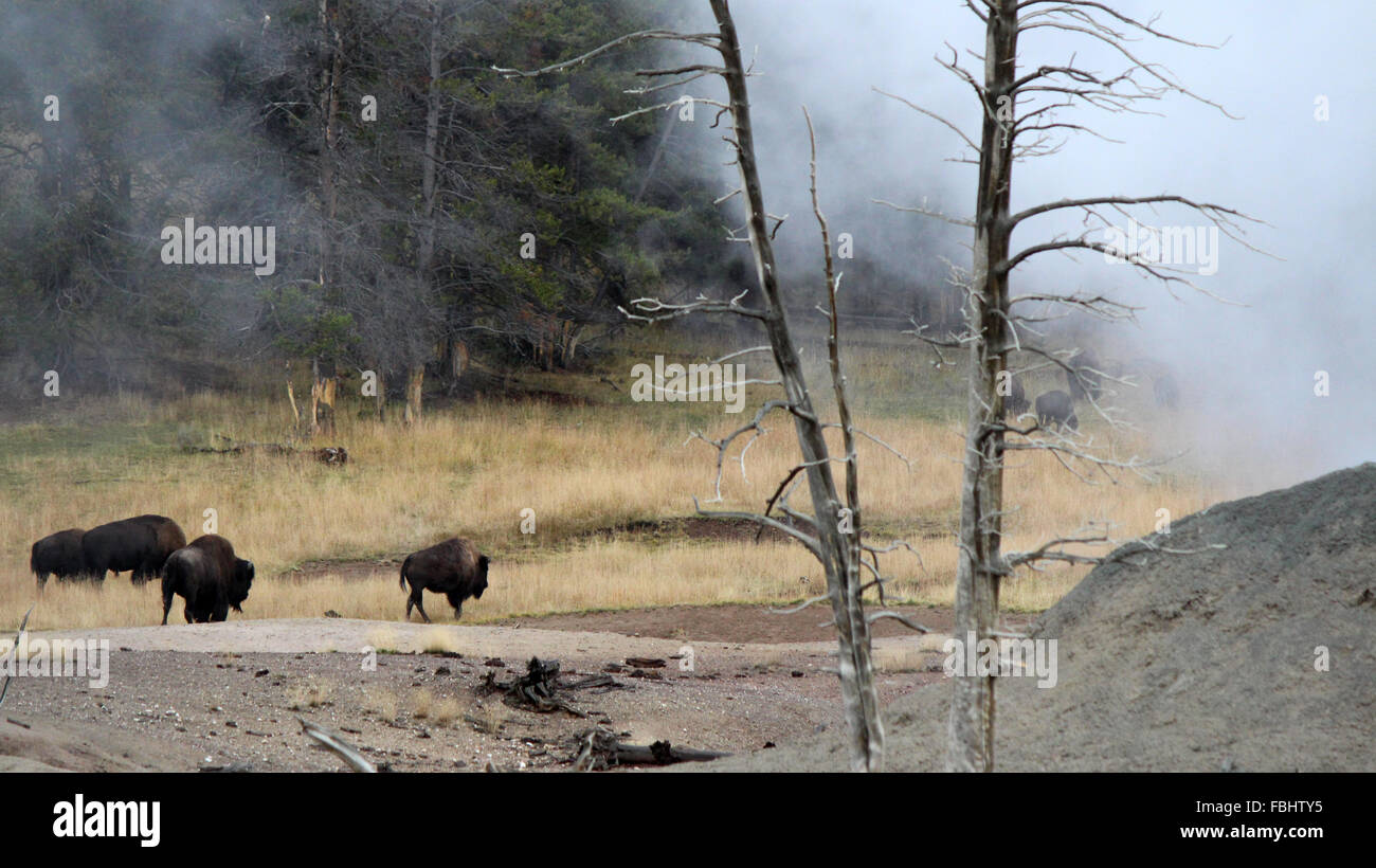 Herde von schönen stoischen American Bison Zusammenkunft am Geysire Stockfoto