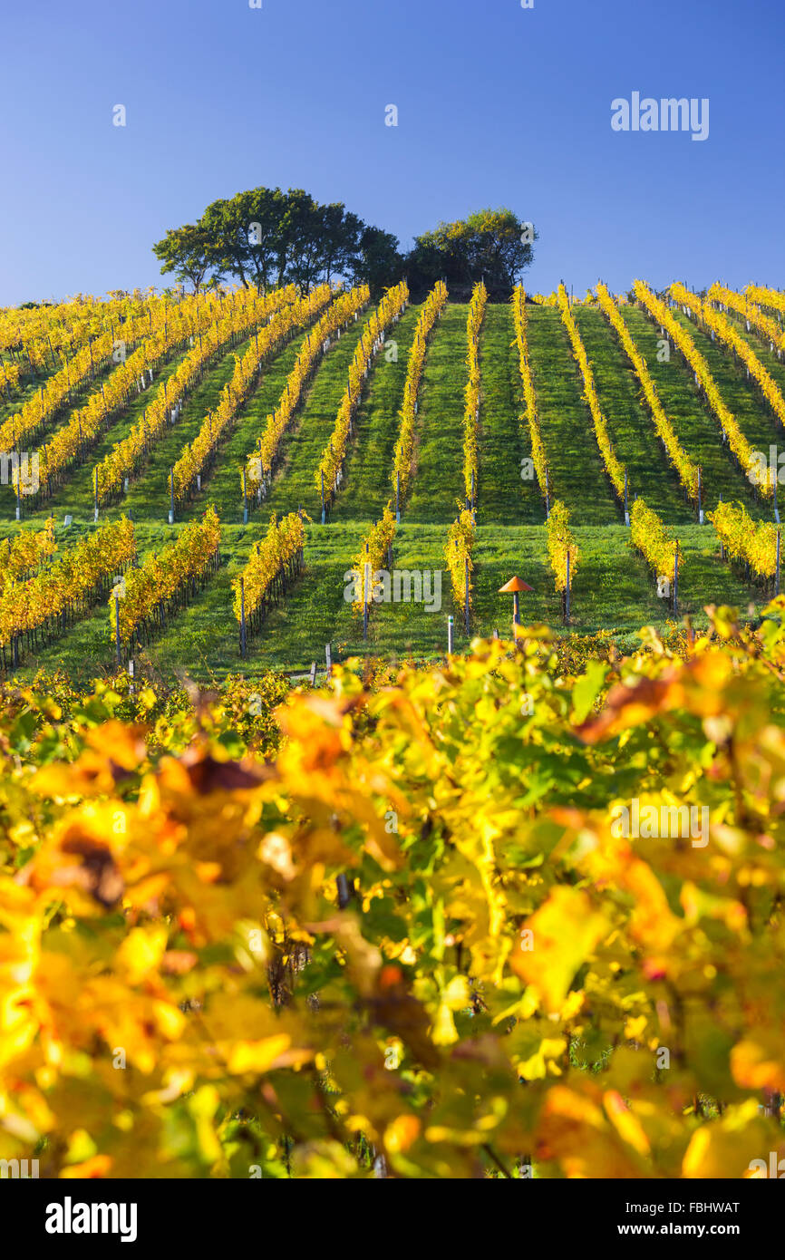 herbstliche Weinberge zwischen Gumpoldskirchen und Baden Bei Wien, Wiener Becken, Niederösterreich, Österreich Stockfoto