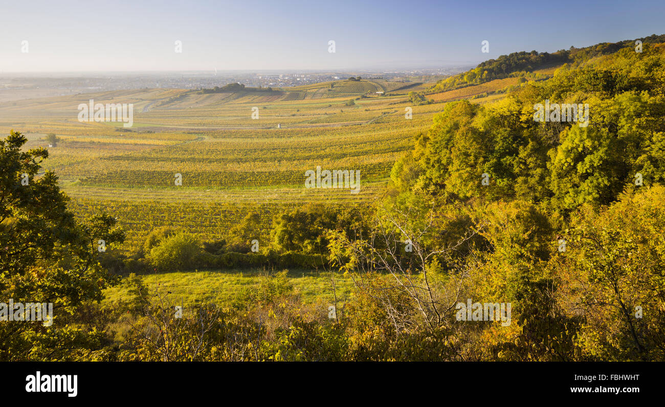 herbstliche Weinberge zwischen Gumpoldskirchen und Baden Bei Wien, Wiener Becken, Niederösterreich, Österreich Stockfoto