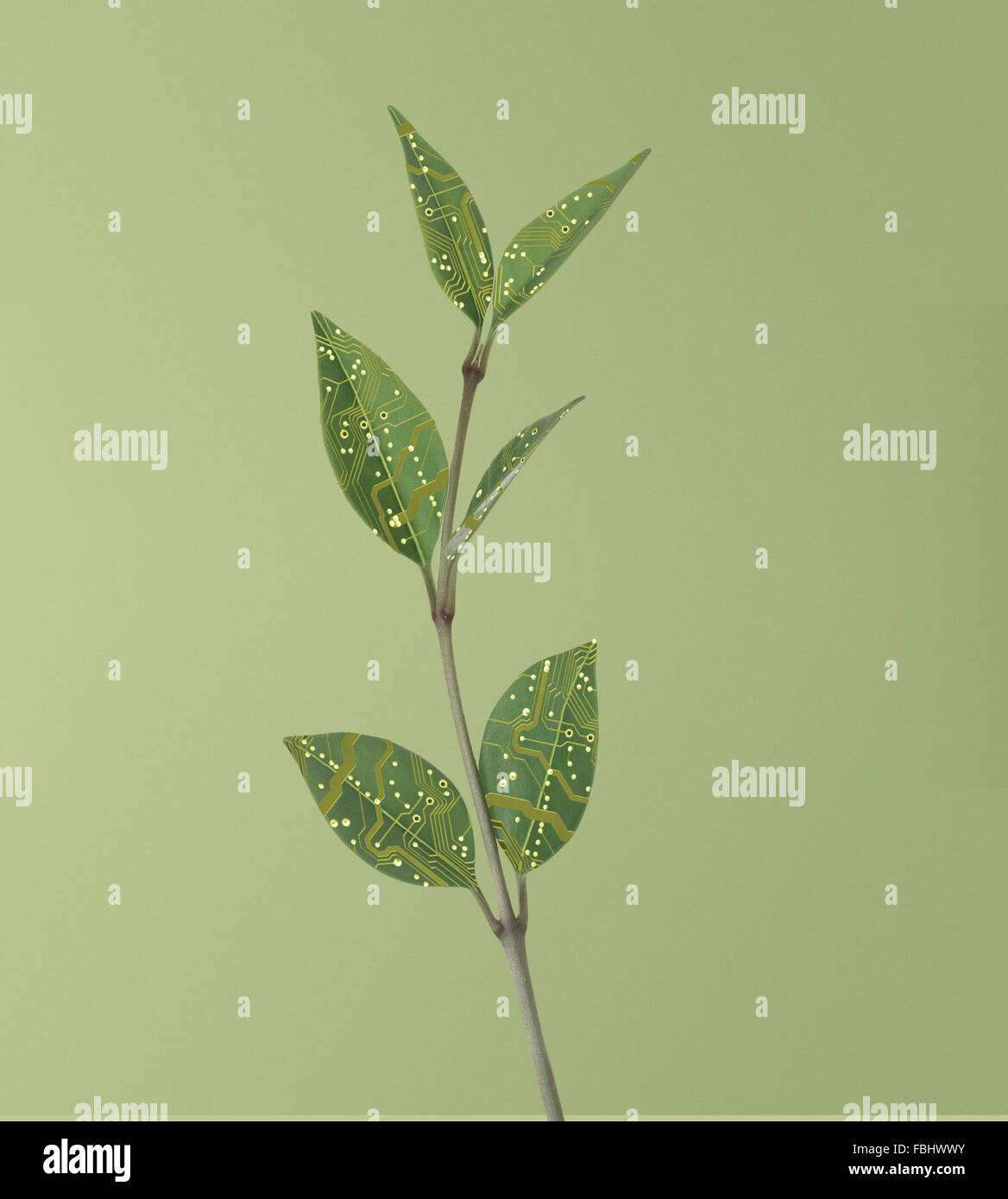 Platine auf Blätter Eco-Konzept Stockfoto