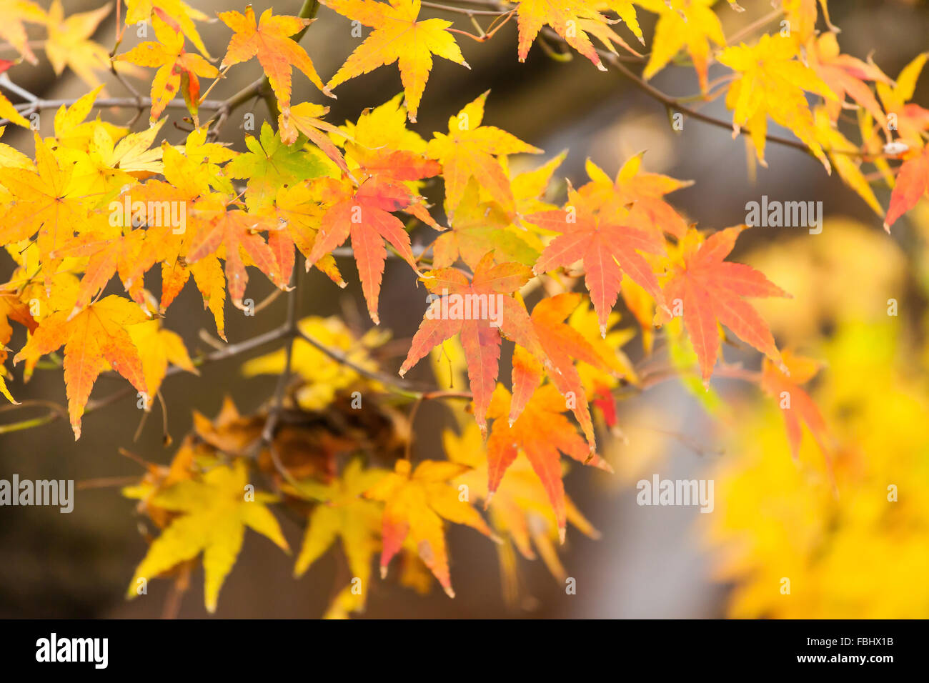 Gelbe Blätter im Herbst in Japan Stockfoto