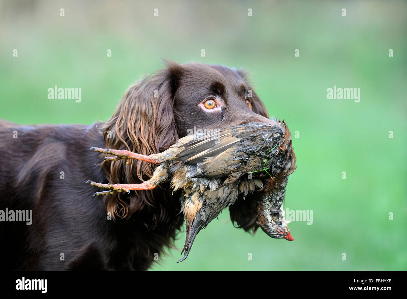 Haushund, English Cocker Spaniel (Working-Typ) mit Schuss Rothuhn (Alectoris Rufa) im Mund, Suffolk, Engla Stockfoto