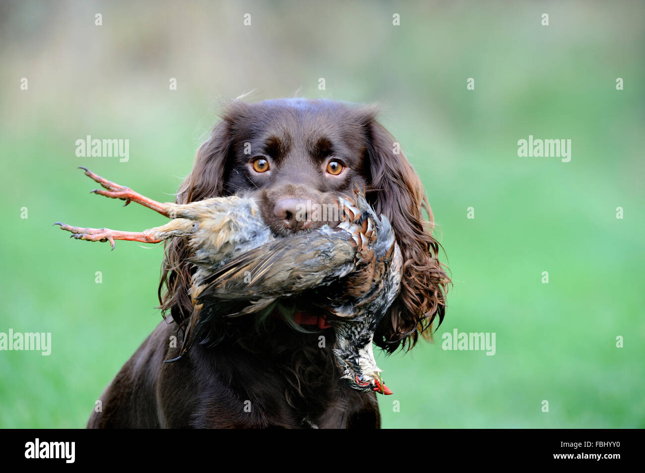 Haushund, English Cocker Spaniel (Working-Typ) mit Schuss Rothuhn (Alectoris Rufa) im Mund, Suffolk, Engla Stockfoto