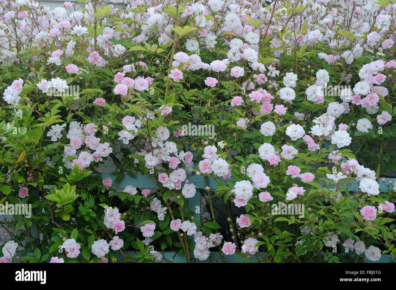 Rambling Rose (David Austin) blühend am Spalier im Garten, Bentley, Suffolk, Juni 2013 Stockfoto