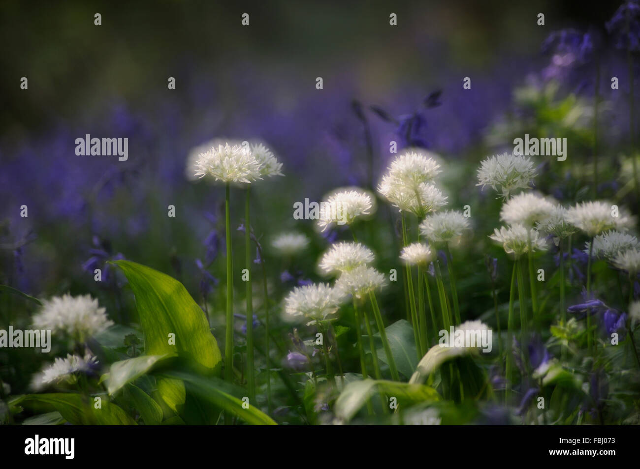 Mehrfachbelichtung erstellen Weichzeichner-Effekt auf Nahaufnahme von Bärlauch (Allium Ursinum) oder Bärlauch in Freston Holz; mit backdr Stockfoto