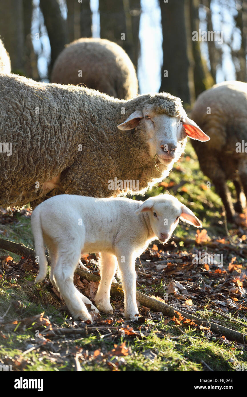 Hausschafe, Ovis Orientalis Aries, Schaf, Lamm, Wiese, frontal, stehend, Blick in die Kamera Stockfoto