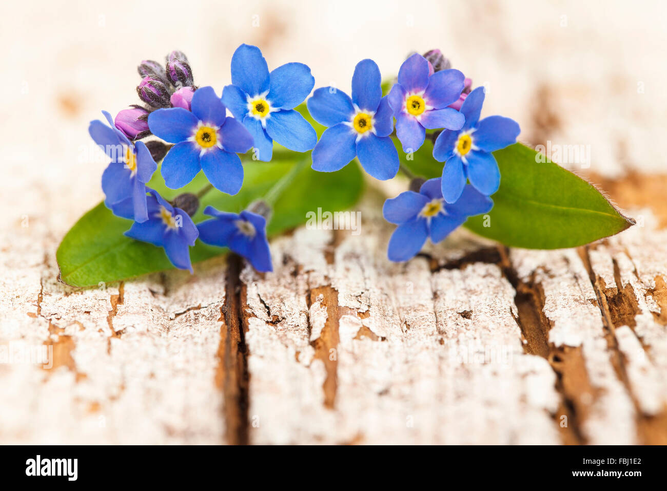 Vergissmeinnicht blüht, hölzerne Masse, Stockfoto