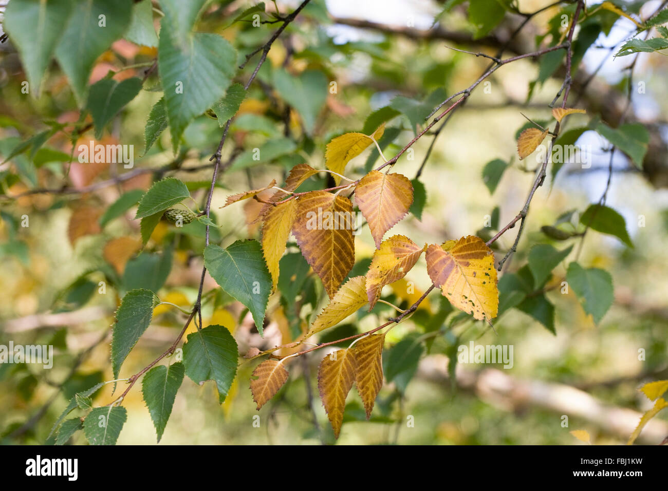 Betula Blätter im Herbst. Stockfoto