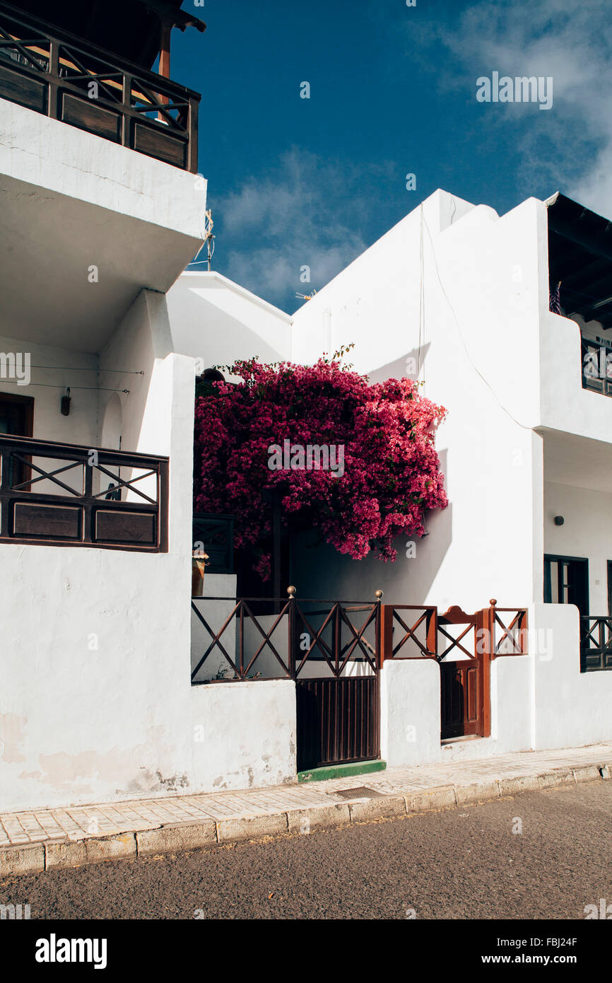 rosa blühender Strauch zwischen den Häusern auf Lanzarote Stockfoto