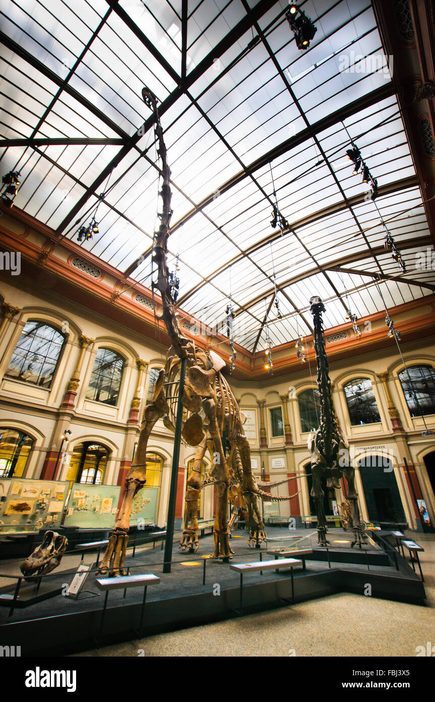 Dinosaurier-Skelette im Naturkunde Museum, Berlin, Deutschland Stockfoto