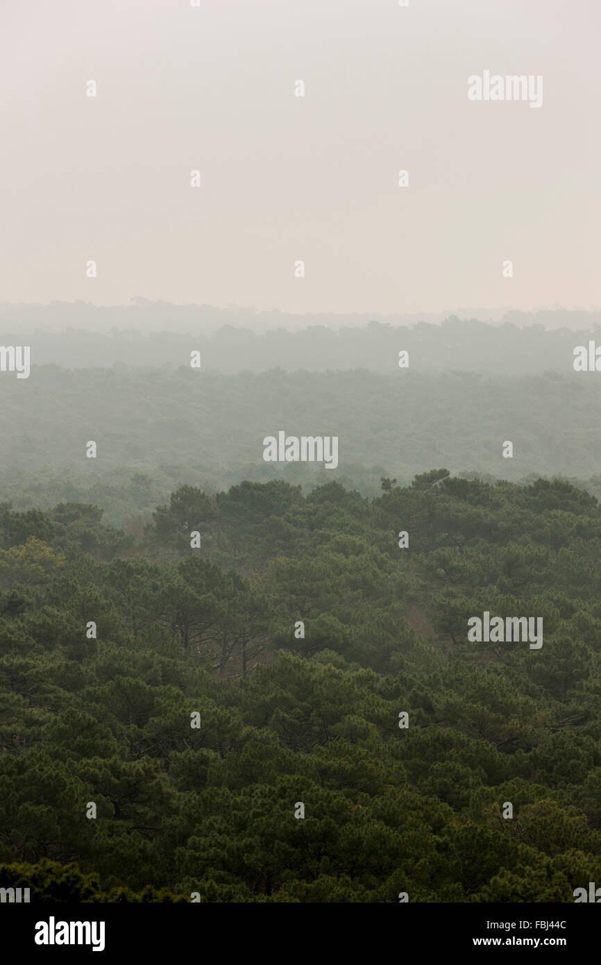 Pinienwälder in Aquitanien, Frankreich Stockfoto