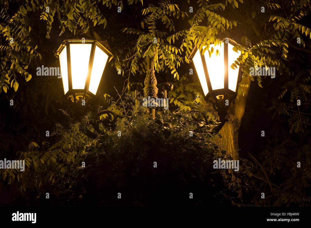 Nachtlichter in den Ästen eines Baumes. Odessa. Ukraine. Sommer. Stockfoto
