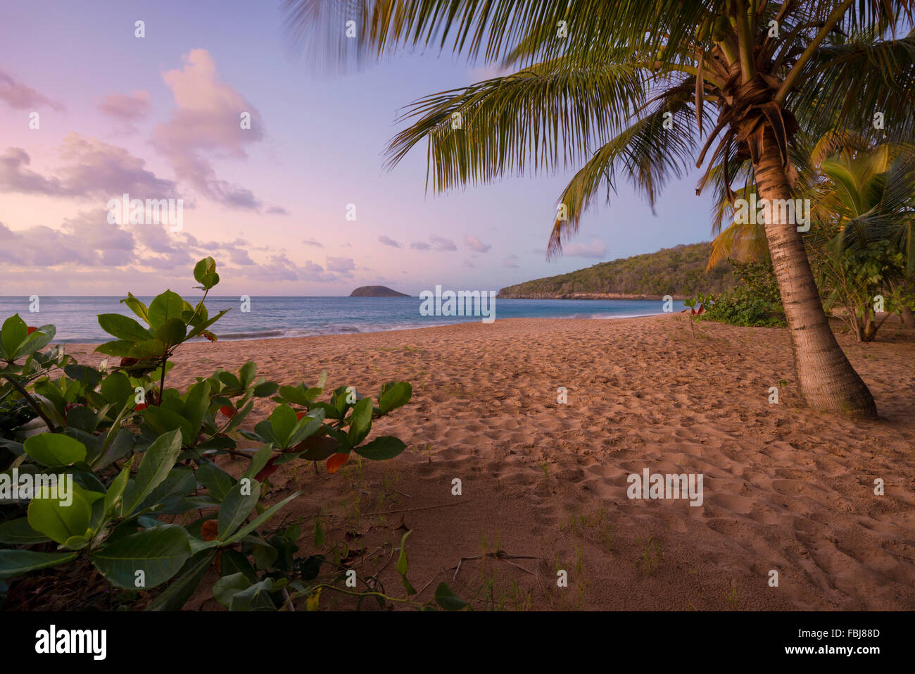 Karibik, Guadeloupe, Island, Perlen, Strand, Meer, Palmen, tropische, Sonnenuntergang, Stimmung, Farbe, Blätter, Wolken, Magenta, Sand, Wellen, gemütlich, Urlaub, Wand, Tapete, Panorama, Landschaft Stockfoto