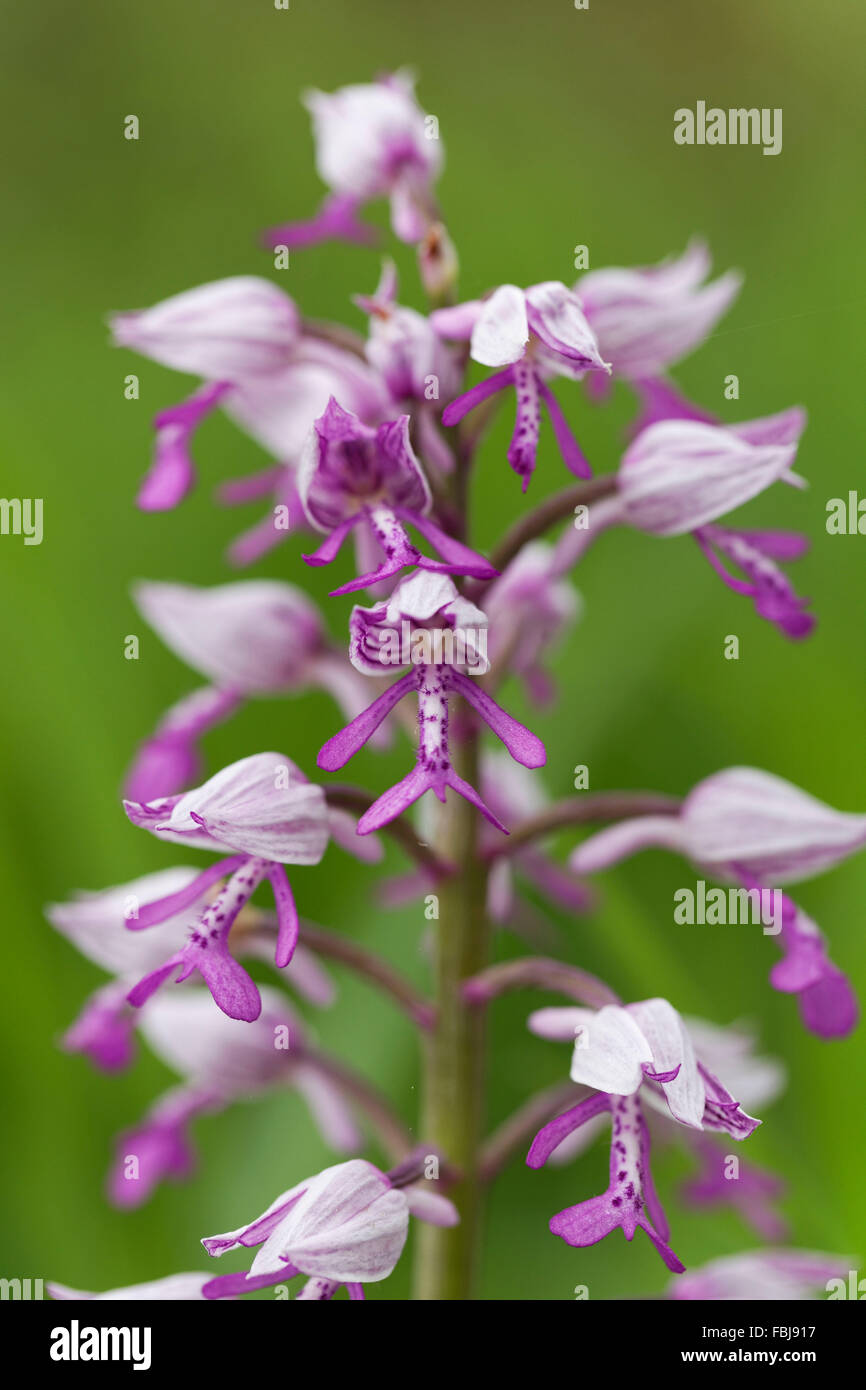 Militärische Orchidee Orchis Militaris, Orchideen Stockfoto