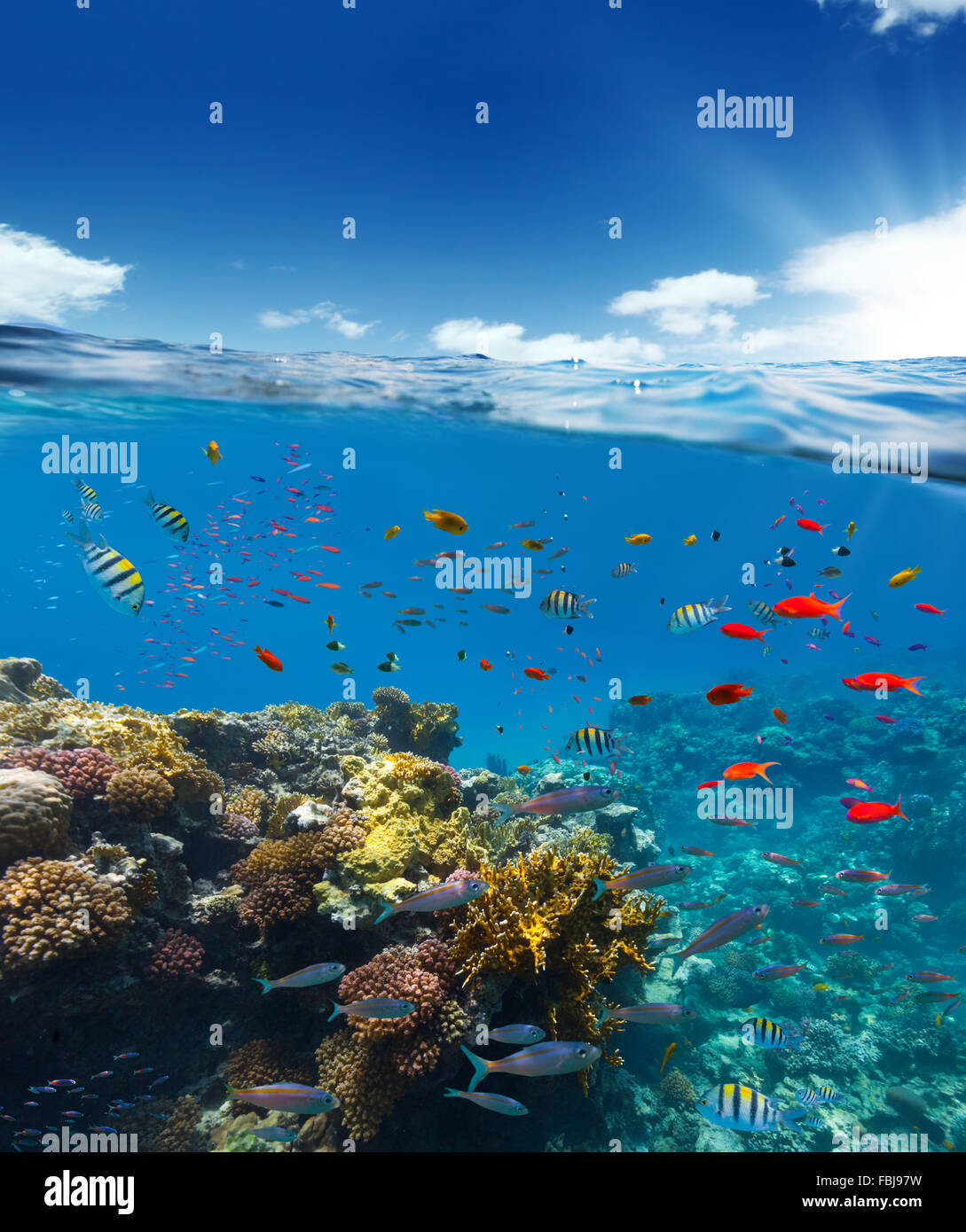 Unterwasser Korallenriff mit Horizont und Wasser Oberfläche Split von Wasserlinie Stockfoto